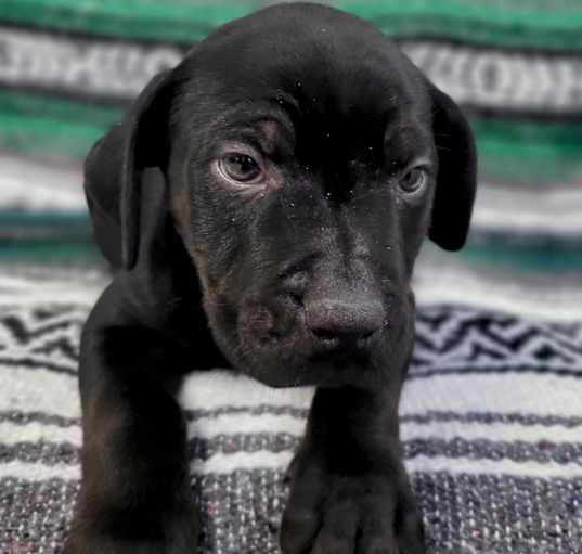 Photo of Lucky