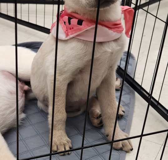 Photo of Pearl