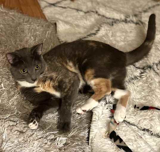 Photo of Bella
