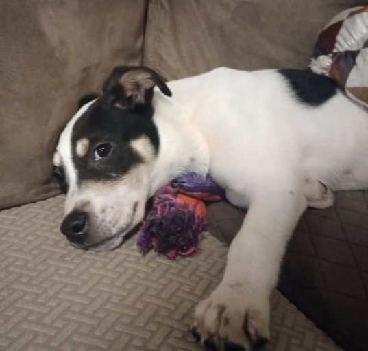 Photo of Scooter
