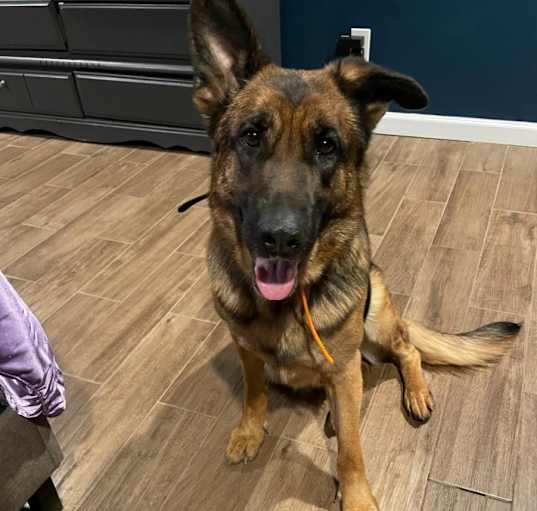 Photo of Koda