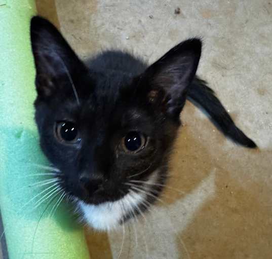 Photo of Binky