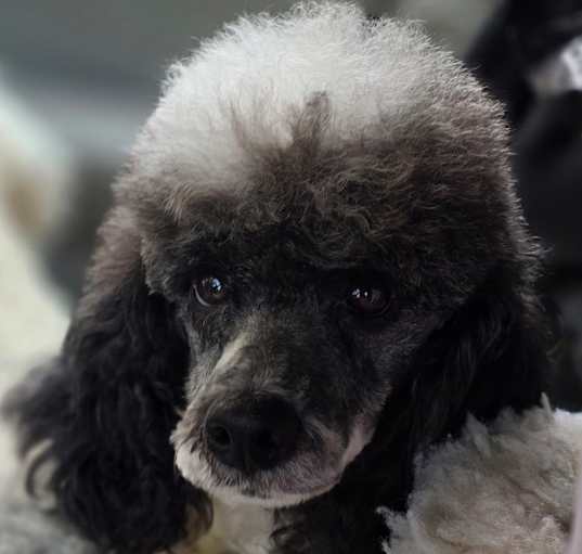 Photo of Nitro