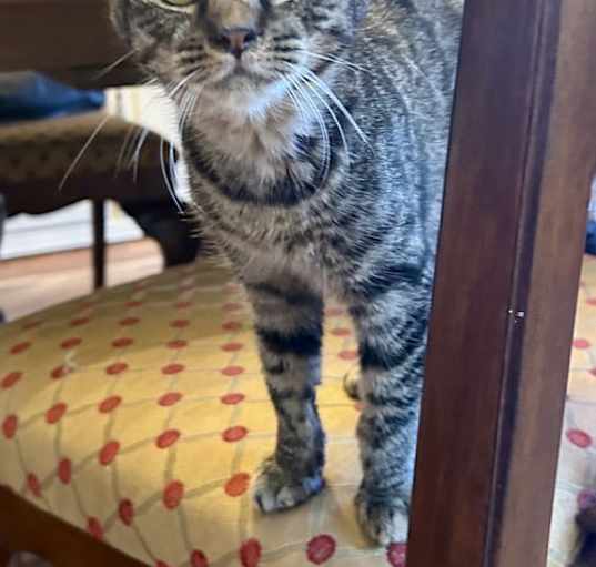 Photo of Presley 2