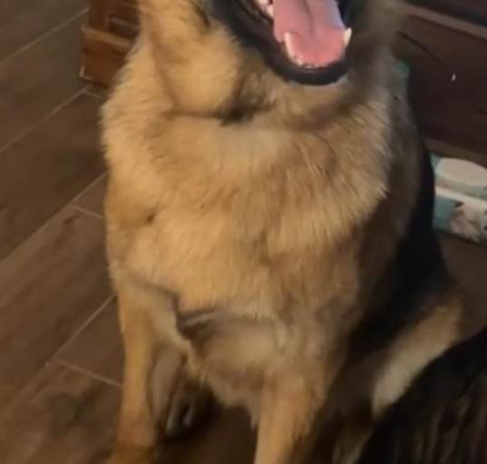 Photo of Junior