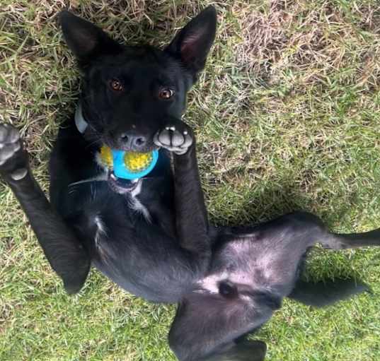 Photo of Loki