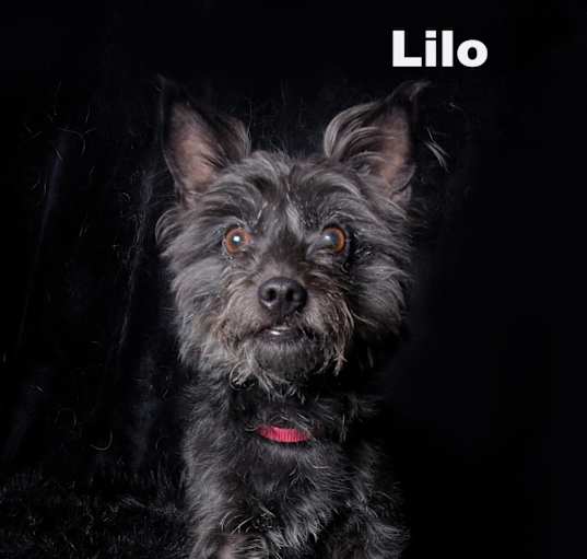 Photo of Lilo