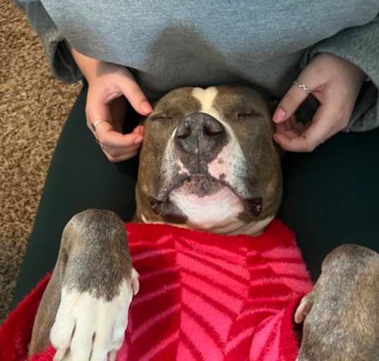 Photo of Belle (in foster)