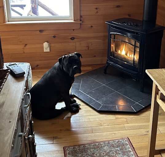 Photo of Pepper
