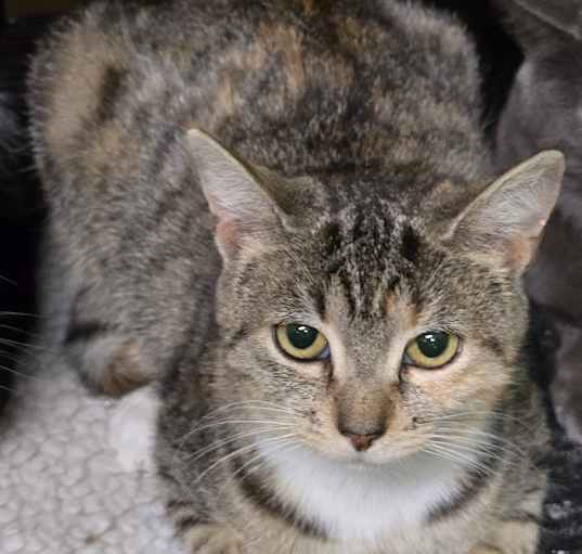 Photo of Parmesan-121724