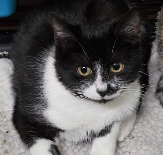 Photo of Pepper Jack- 121724