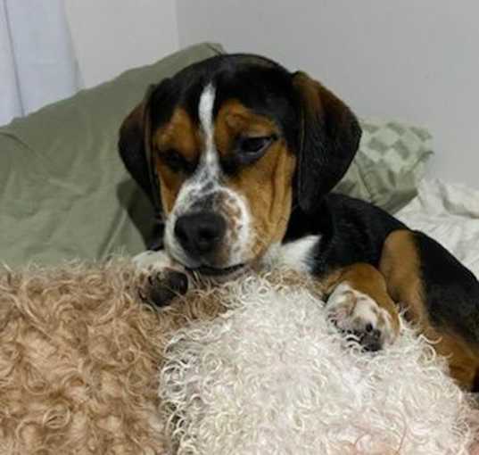 Photo of Brutus