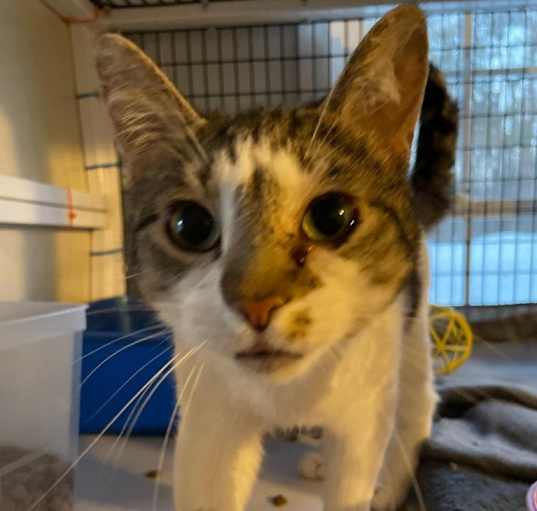 Photo of Miss Patches