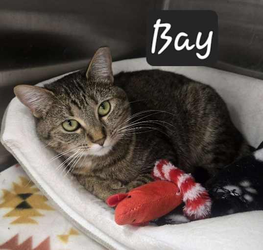 Photo of Bay