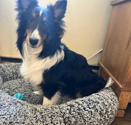 Photo of Cheddar