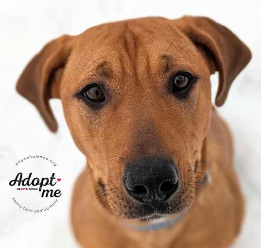 Photo of Ziva
