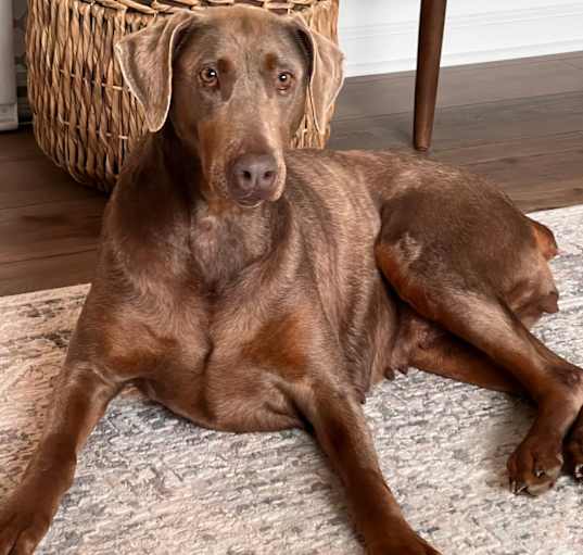 Photo of Taffy