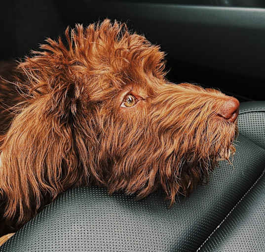 Photo of Pasha