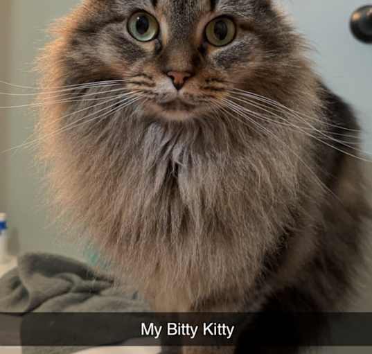 Photo of Bitties (Bebe)
