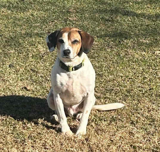 Photo of Dixon