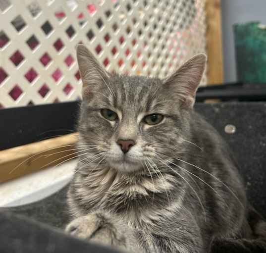 Photo of Freya