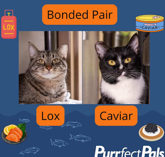 Photo of Caviar