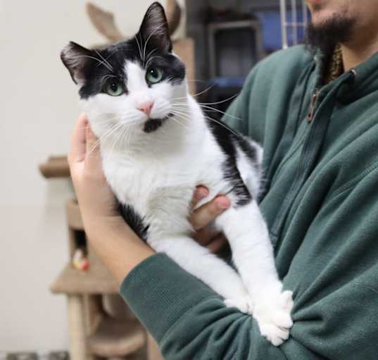 Photo of Oreo