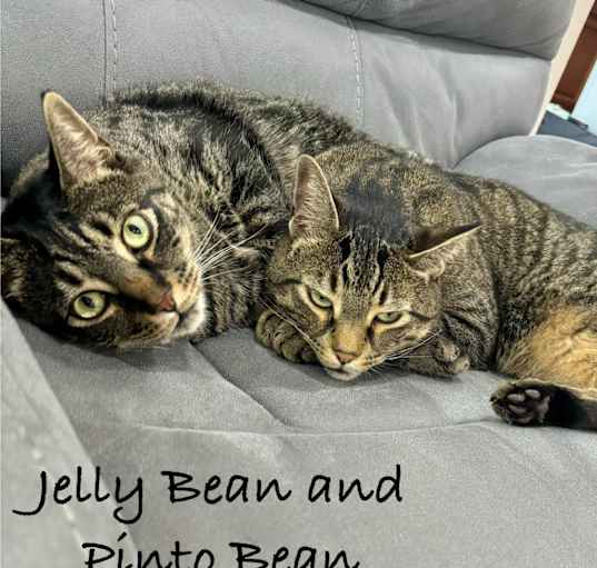 Photo of Jelly Bean