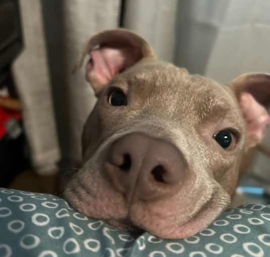 Photo of Canelo