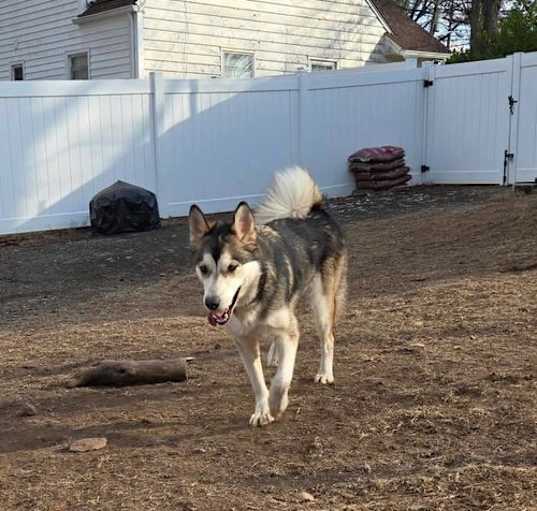 Photo of Koda