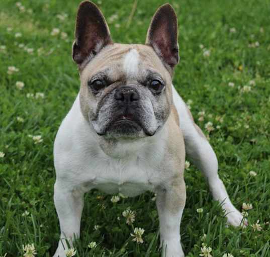 Photo of Koa