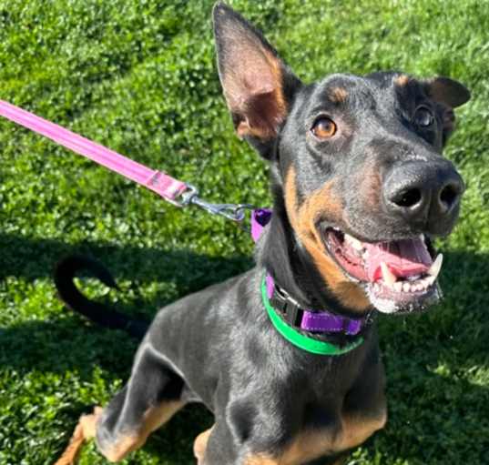 Photo of Scout