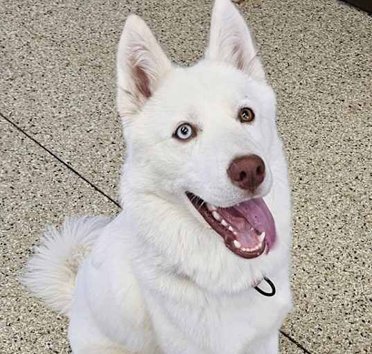 Photo of Asta