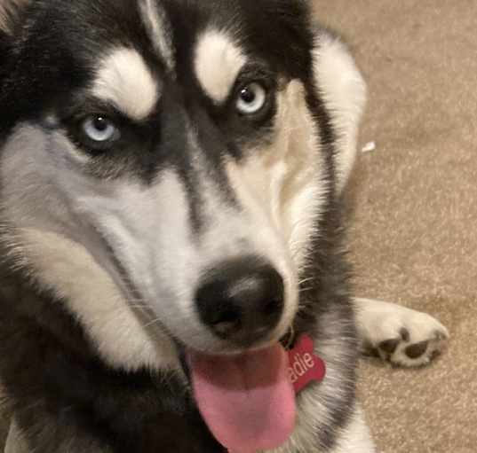 Photo of Sadie