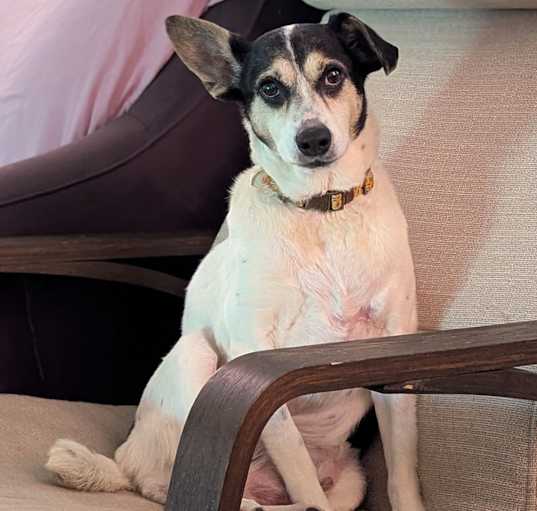 Photo of Chi chi