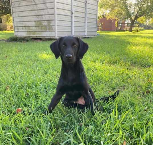 Photo of Molly - Magnificent Pup!