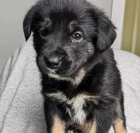 Photo of Goose