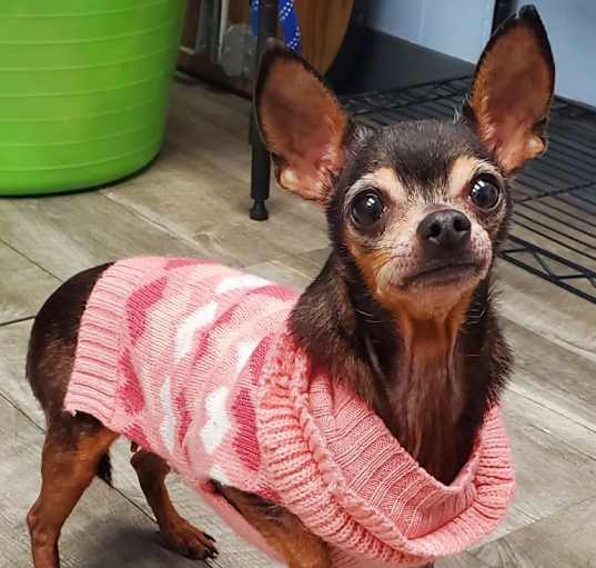 Photo of Dee Dee -adoption pending