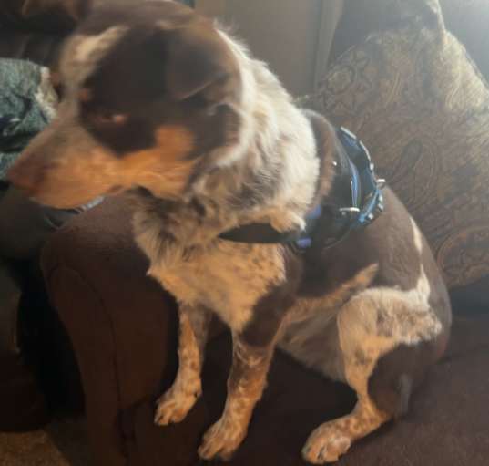 Photo of Lucky