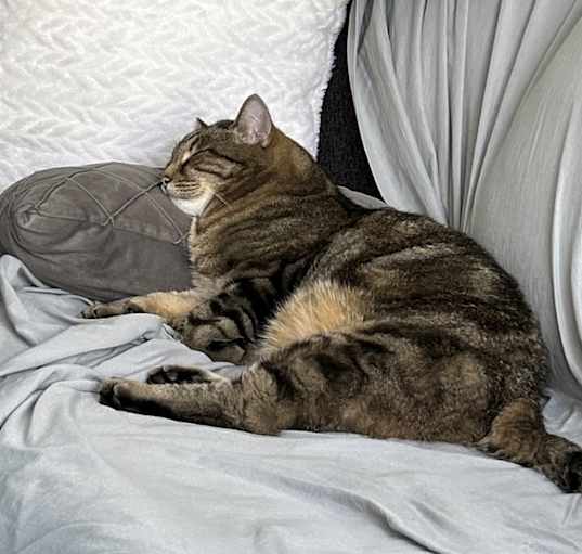 Photo of Dexter