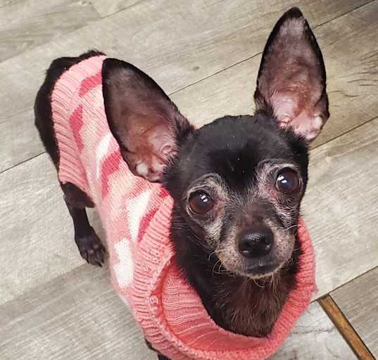 Photo of Honey - adoption pending