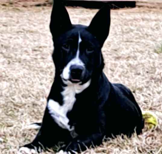 Photo of Lucky