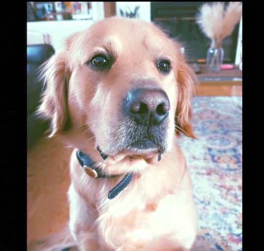 Photo of Stark