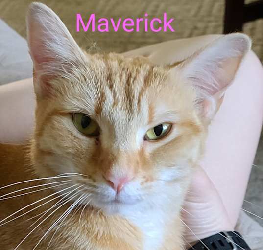 Photo of Maverick