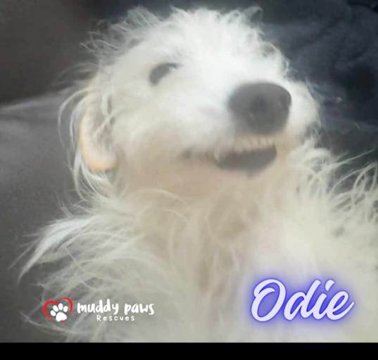 Photo of Odie (Courtesy Post)
