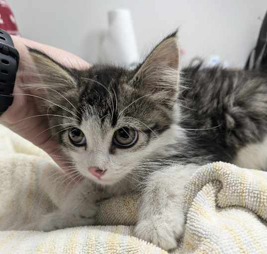 Photo of Puk / Tybalt