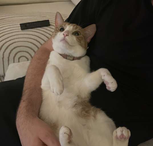 Photo of Chai