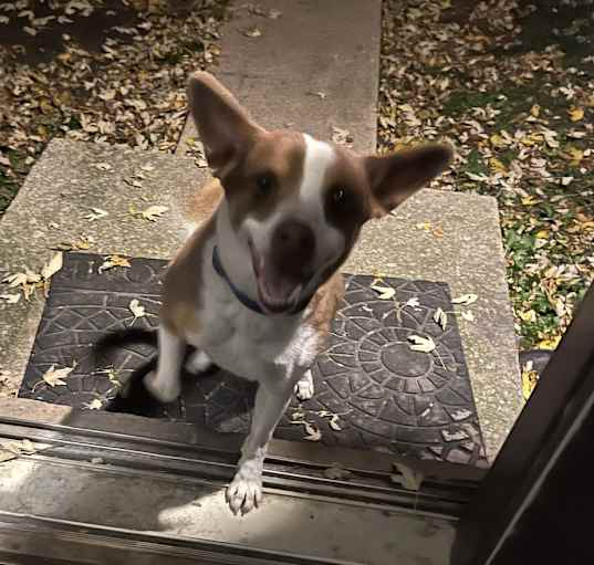 Photo of Taz