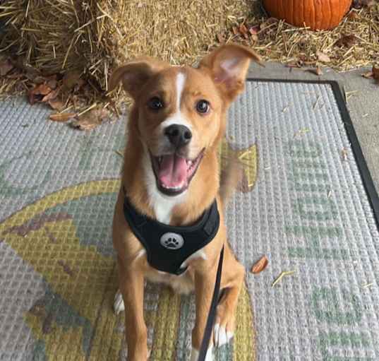 Photo of Archie