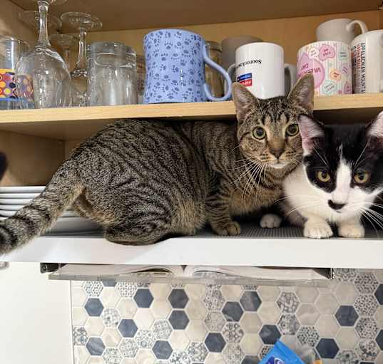 Photo of Baxter 'n Ross-Loving BFF